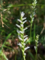 Spiranthes cernua
