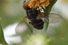 Gymnoclytia