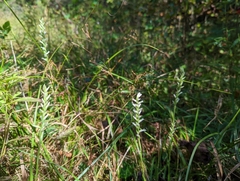 Spiranthes cernua
