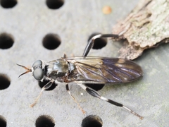 Exaireta spinigera