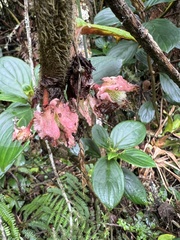 Glossoloma ichthyoderma