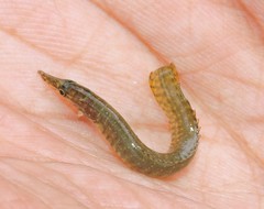 Macrognathus pancalus