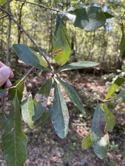 Quercus oglethorpensis