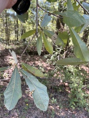 Quercus oglethorpensis