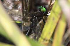 Somatochlora tenebrosa