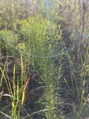 Euthamia leptocephala