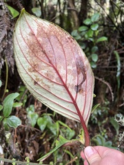 Glossoloma ichthyoderma