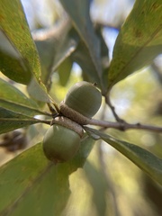 Quercus oglethorpensis