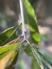 Quercus oglethorpensis