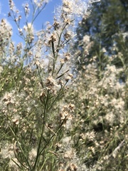 Baccharis neglecta
