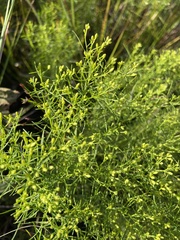 Euthamia leptocephala