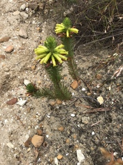 Erica viscaria