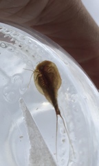 Triops longicaudatus