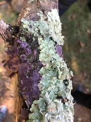 Phlebiopsis crassa