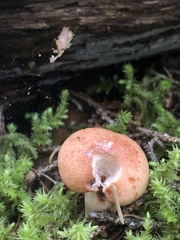 Lactarius vinaceorufescens