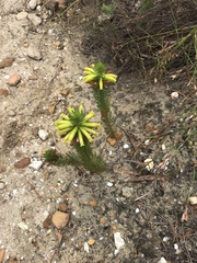 Erica viscaria