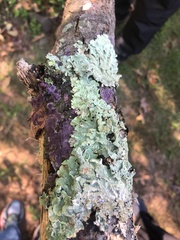 Phlebiopsis crassa