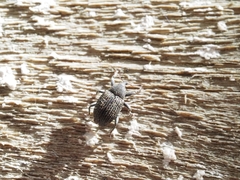 Exaireta spinigera