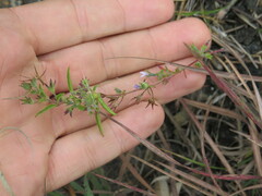 Trichostema brachiatum