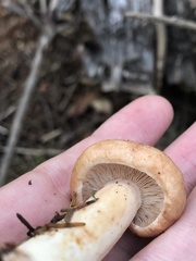 Lactarius vinaceorufescens