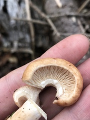 Lactarius vinaceorufescens