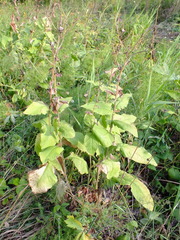 Crepis sibirica
