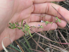 Trichostema brachiatum