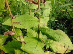 Crepis sibirica