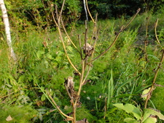 Crepis sibirica