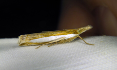 Crambus leachellus