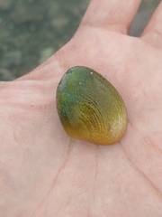 Veneridae