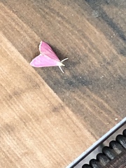 Pyrausta inornatalis