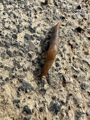 Deroceras reticulatum