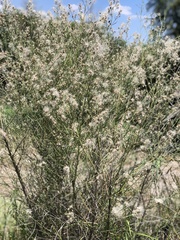Baccharis neglecta