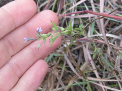 Trichostema brachiatum