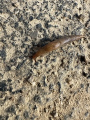 Deroceras reticulatum