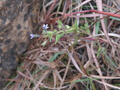 Trichostema brachiatum