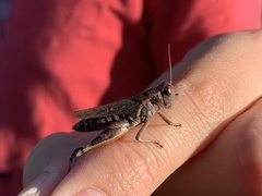 Melanoplus fasciatus