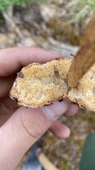 Spongiporus leucospongia