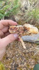 Spongiporus leucospongia