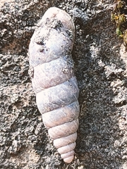 Chondrina