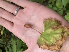 Neolasioptera vitinea