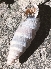 Chondrina