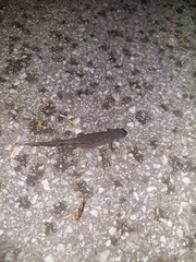 Ichthyosaura alpestris