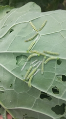 Leptophobia aripa