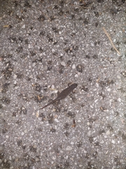 Ichthyosaura alpestris