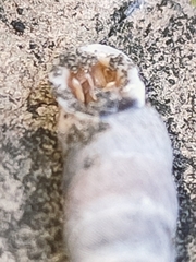 Chondrina