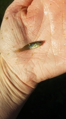 Fundulus dispar