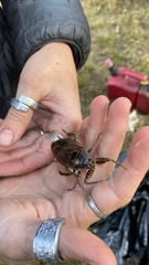 Lethocerus americanus