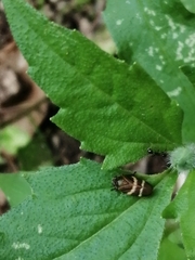 Aeneolamia albofasciata
